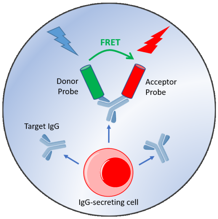 The Cyto-Mine® picodroplet-based IgG secretion assay. A customized pair of IgG-specific AOF fluorescent probes are trapped within each picodroplet. IgG secreted from the encapsulated cell is recognised by the detection probe pair forming a 3-body FRET complex that induces a fluorescent signal.