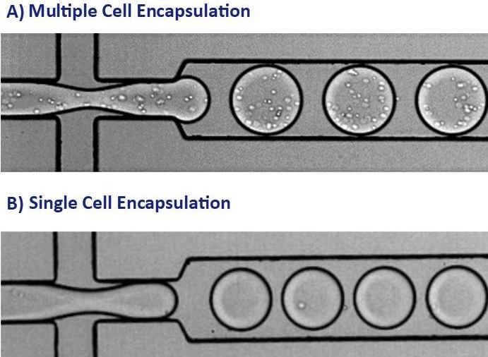 These images show the encapsulation of single cells or multiple cells per picodroplet. A) A large population of cells (greater than 1 million) were diluted to a concentration of 1x108 cells/mL in medium resulting in multiple cells per picodroplet. B) Cells were diluted to a concentration of 1x106 cells/mL to obtain a population of mostly 1 cell per occupied picodroplet.