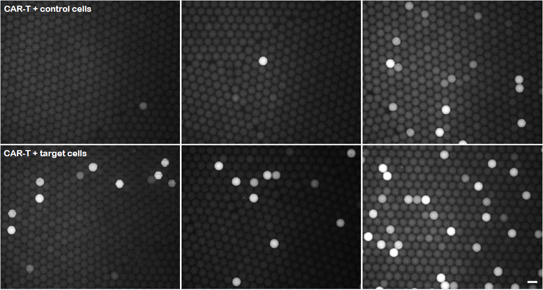 Granzyme B assay in picodroplets with co-encapsulated CAR-T and target cells (bottom) or control cells (top). Fluorescence micrographs of picodroplets after 2, 4, and 24 h (left to right). Scale bar: 100 μm.