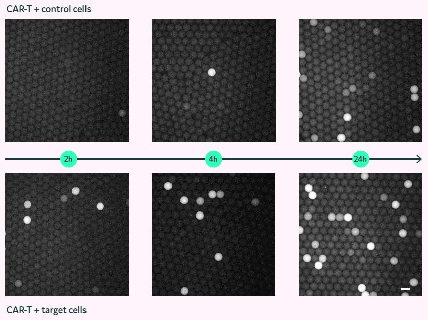 Demonstrating how to verify CAR-T cell function in microfluidic picodroplets