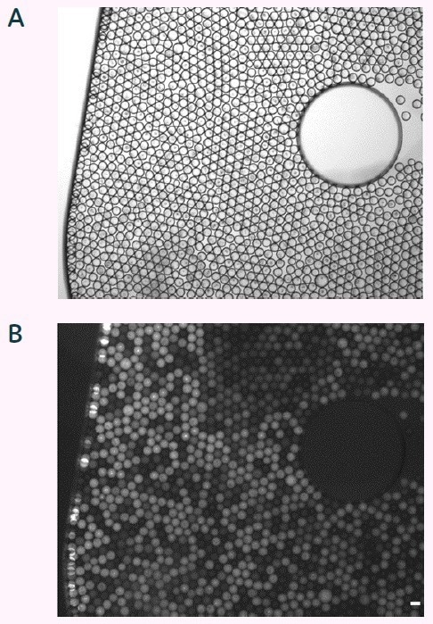 Demonstrating how to verify CAR-T cell function in microfluidic picodroplets