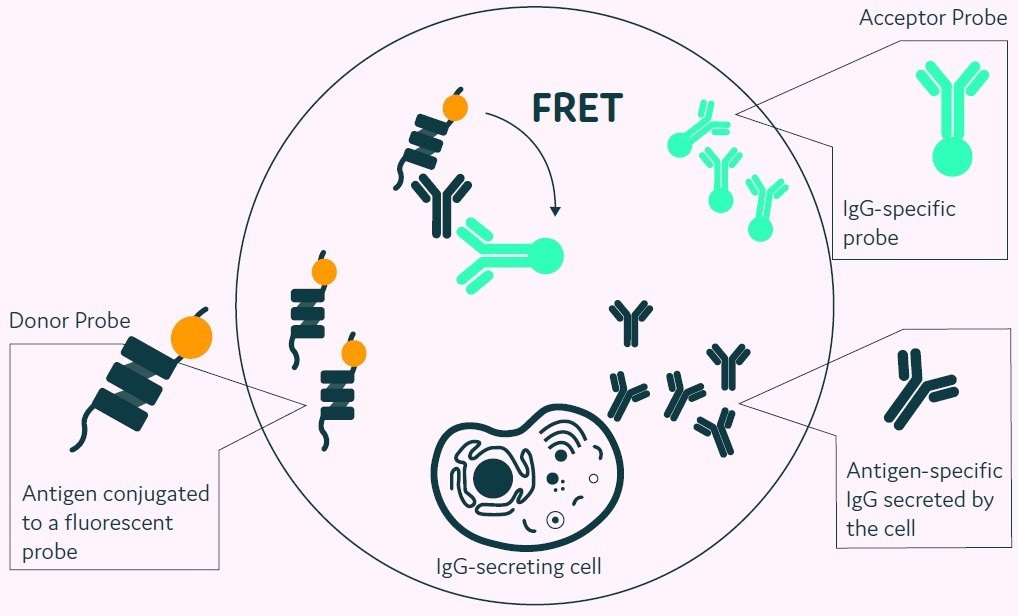 Fast track antibodies: Identifying and isolating rare antibody-secreting cells effectively