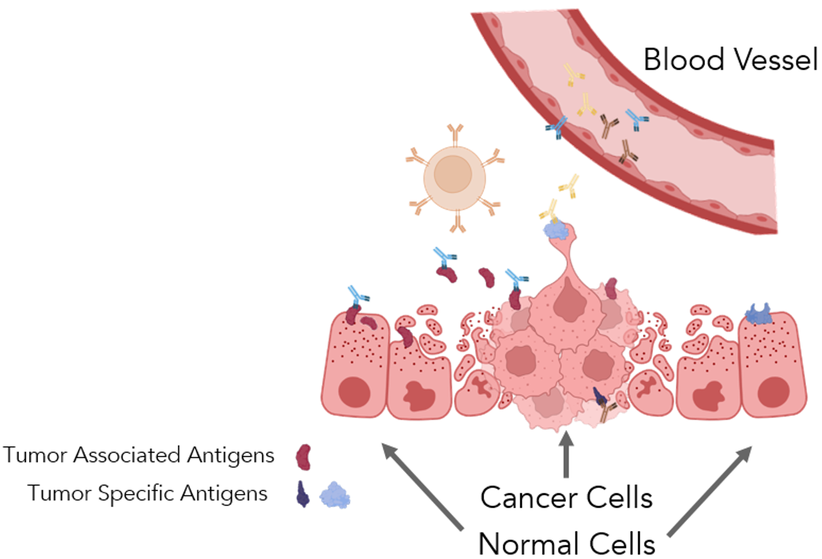 Tumor growth damages surrounding tissue, initiating an immune response. The antigenic proteins synthesized by cancer cells may be common to the host, tumor-associated antigens, or they may be unique, tumor-specific antigens. Autoantibodies are antibodies produced against tumor-associated and tumor -specific antigens. These are produced in detectable quantities, circulating in the blood via the Humoral Immune System.