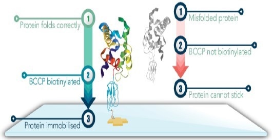 The use of Sengenics Protein Array for exploring diverse protein-protein interactions