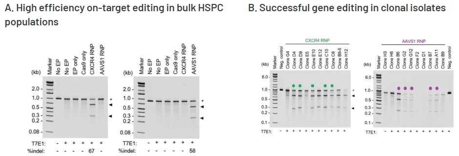 Human hematopoietic stem and progenitor cells and off-target effects of CRISPR-Cas9