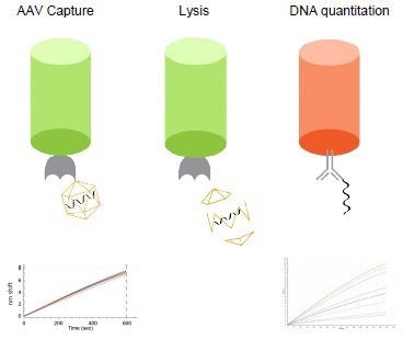 Accurate AAV titer determination in both upstream and downstream samples