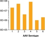 Accurate AAV titer determination in upstream and downstream samples