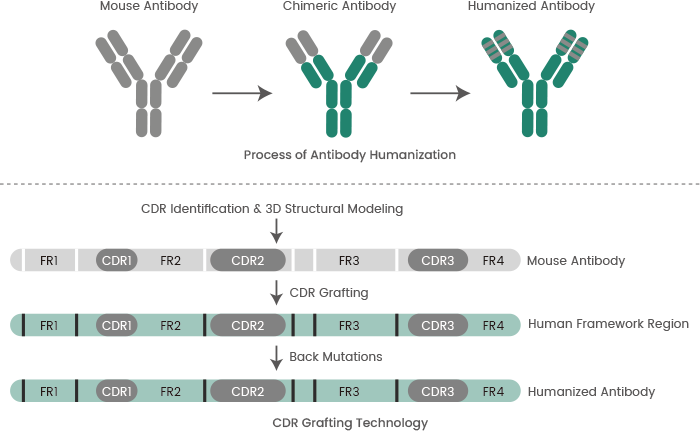 The importance of recombinant antibody production in drug discovery