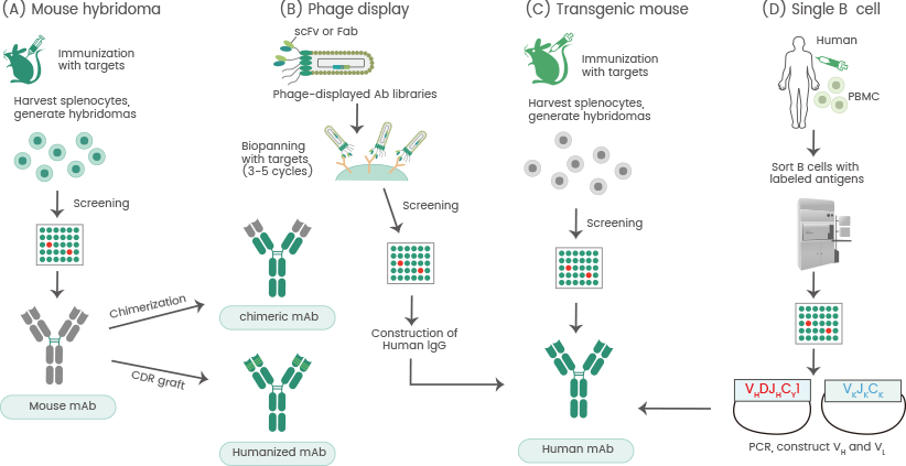 Advances in the development of antibody production