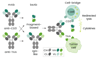 Schematic diagram of bsAbs bridging tumor cells and T cells.