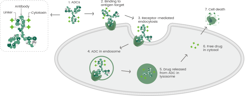 The general mechanism of action for antibody-drug conjugates (ADCs).