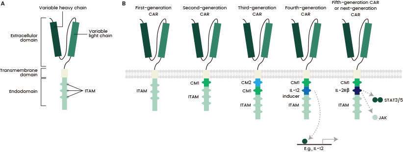 Structure of different chimeric antigen receptor (CAR) generations.