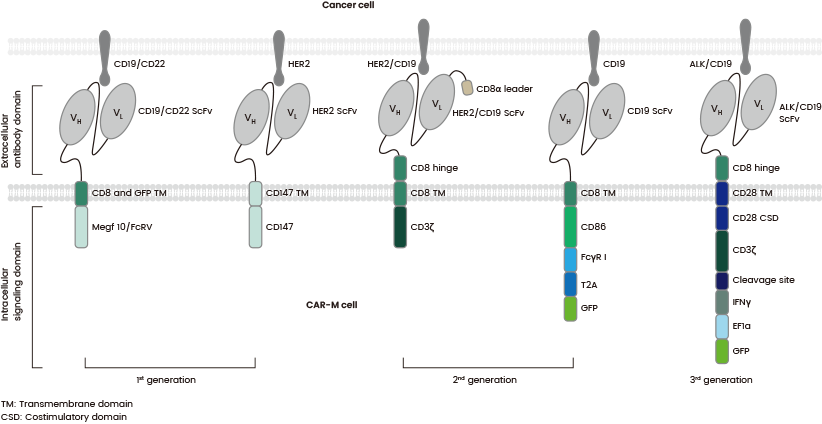 The structures of various generations of CAR-Ms which differ in their intracellular domain.