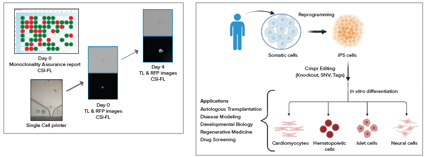 Workflow steps involved in a cell line development and integrated automated system for a CRISPR-edited cells/organoid screening—disease modeling. Includes various instruments and automation of different steps: the screening, and monitoring for cellular monoclonality being the most critical (performed by CSI-FL) and potential applications.