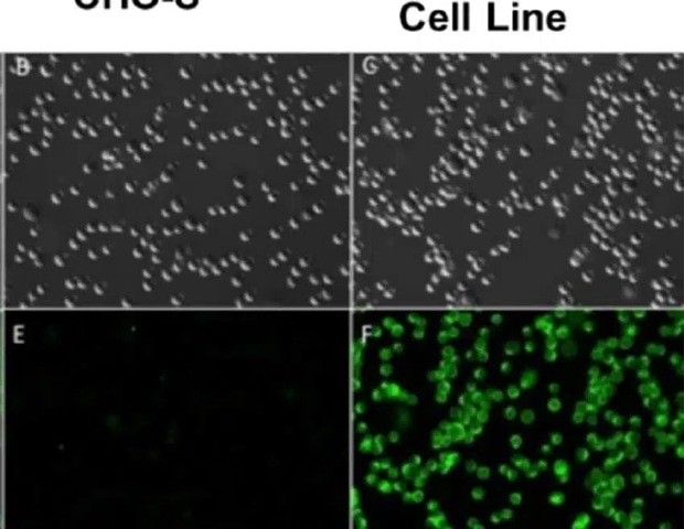 CHO cell CRISPR Engineering for enhancing HIV-1 vaccine efficacy