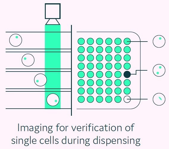 Screening and isolating rare cells with assured clonality