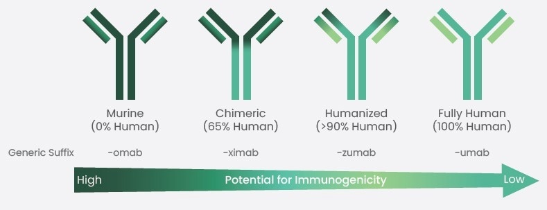 Understanding the Evolution of Antibody Affinity Maturation and Humanization