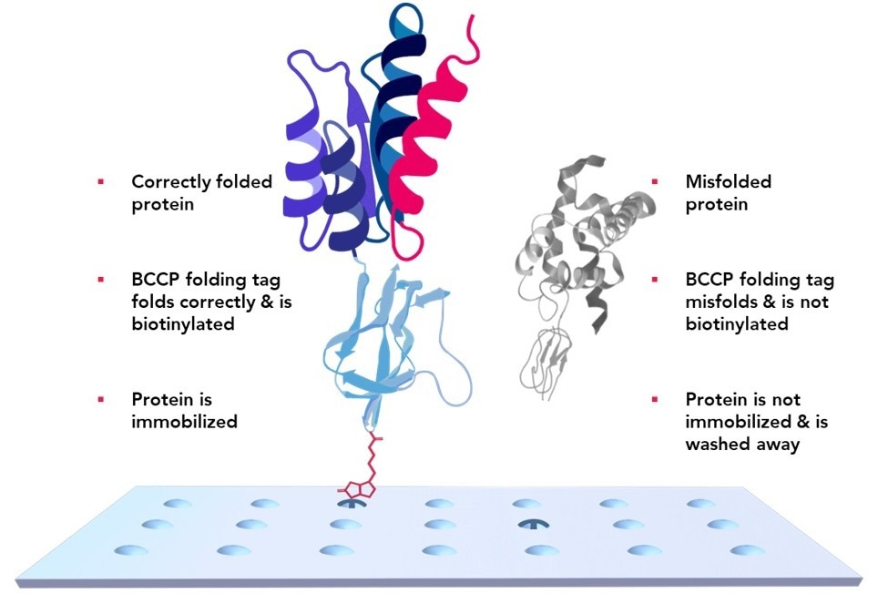 Immunoprofilling of antibody-antigen binding via Protein microarray