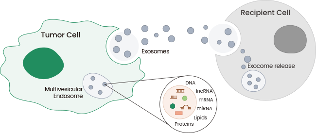How tumor exosomes communicate cancer progression