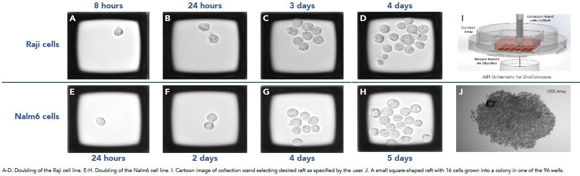 How to accelerate the generation of single-cell clones
