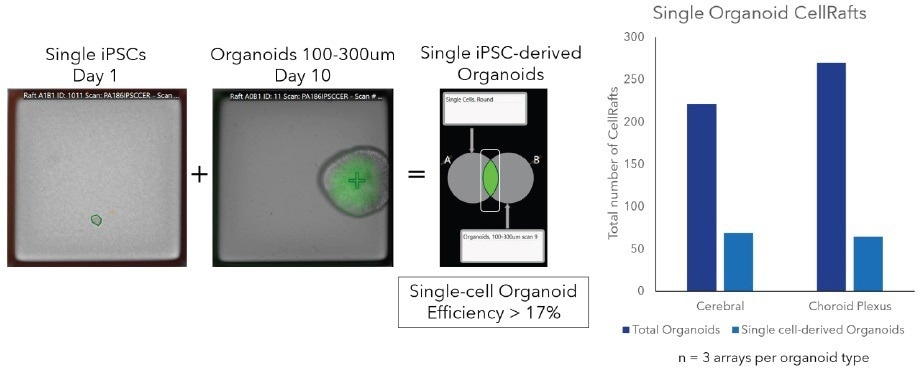What platforms to develop clonal iPSC derived organoids?