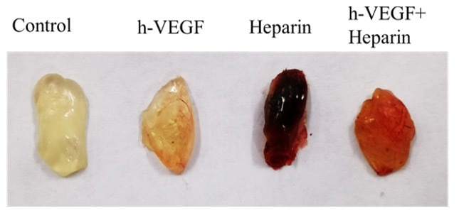 Subcutaneous injection of Matrigengel plug to assess angiogenic activity of different compounds mixed with VEGF, Heparin, or both; both of which are known angiogenesis-inducing factors. Intensity of red denotes the degree of blood vessel formation.