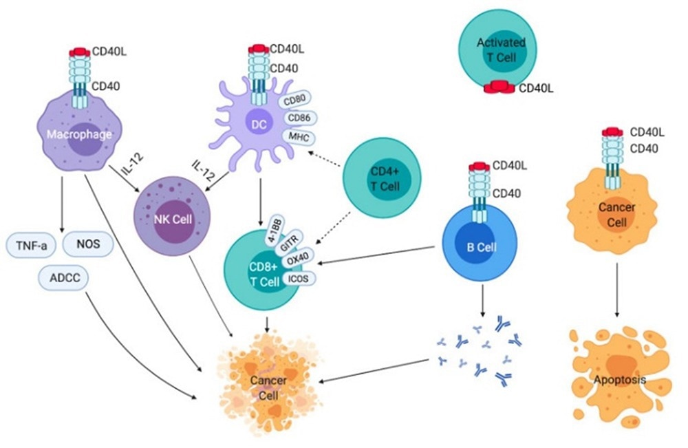 Effects of CD40-CD40L signaling on immune cells and cancer cells