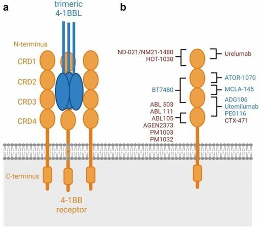 Schematic binding epitopes to the 4–1BB receptor.