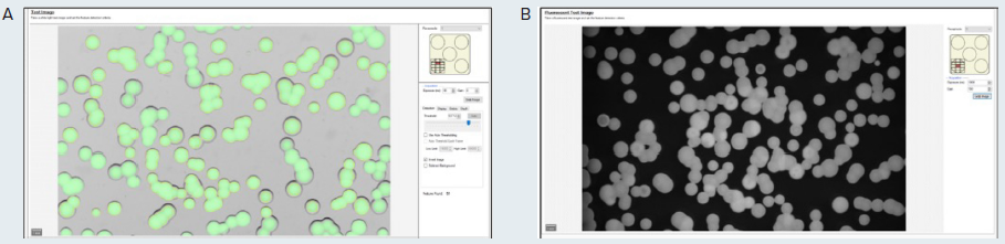 (A) Test image in transmitted light of the microalgae G. sulphuraria. QPix Fusion Software™ shows detected features creating a green overlay on each colony. (B) Test image of the same sample was acquired in fluorescence channel (Ex/Em filter: 628/692nm) to detect colonies expressing C-phycocyanin.