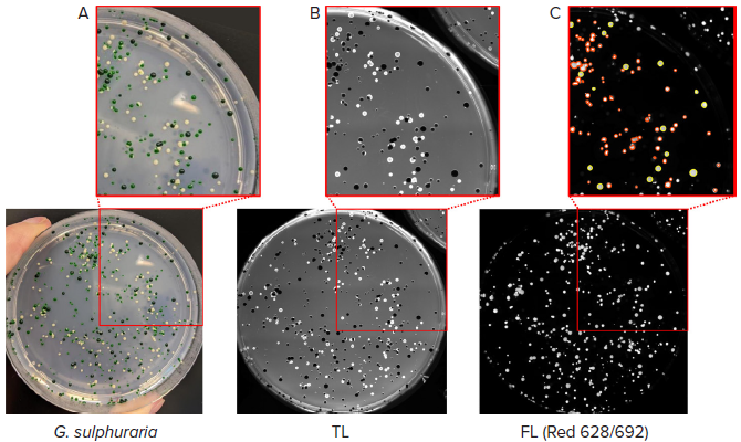 Selection of high-expressing C-phycocyanin colonies. (A) Colonies of G. sulphuraria with different pigmentation were analyzed. (B) Transmitted light (TL) image of the same plate of colonies detected with QPix 420 camera. (C) Fluorescent image (Red filter pair, Ex/Em: 628/692nm) of G. sulphuraria colonies. Pickable colonies are displayed in yellow. Orange: colonies excluded according to selection criteria.