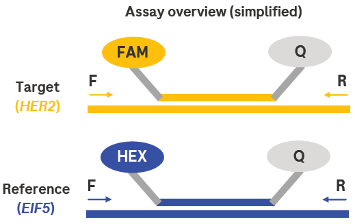 Simplified assay overview. Here, two targets are detected at the same time (multiplexing). Target-specific primers (arrows) extend during amplification, dislodging labeled probes from target sequences. The probes release a dye-specific signal (FAM or HEX) that is detected by the instrument. The Qs represent quencher molecules, which prevent dye activation until the probe is released