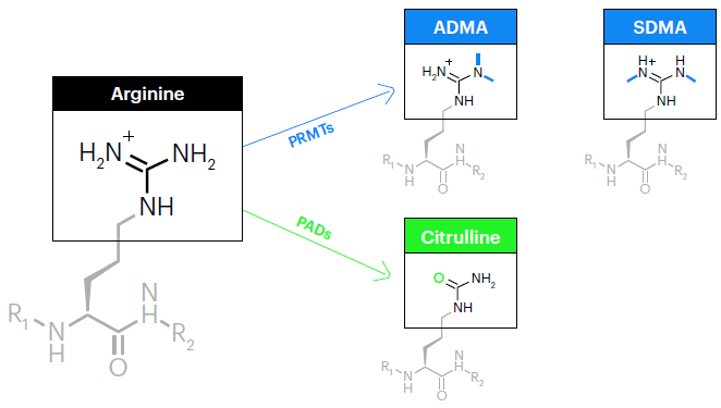Post-translational modifications of arginine. The arginine side chain consists of a positively-charged guanidinium group at the terminus of a flexible aliphatic chain. In arginine dimethylation, PRMTs transfer two methyl groups—either asymmetrically to the same nitrogen atom (ADMA) or symmetrically onto opposite nitrogen atoms (SDMA). These modifications not only increase size and hydrophobicity but also modulate hydrogen bonding. In arginine citrullination, PADs carry out the hydrolysis of arginine’s positively-charged guanidinium group, resulting in a neutral ureido group a transformation referred to as deimination. This transformation results in a negligible mass increase of 0.9840 Da, though the loss of positive charge can dramatically alter protein conformation and function.