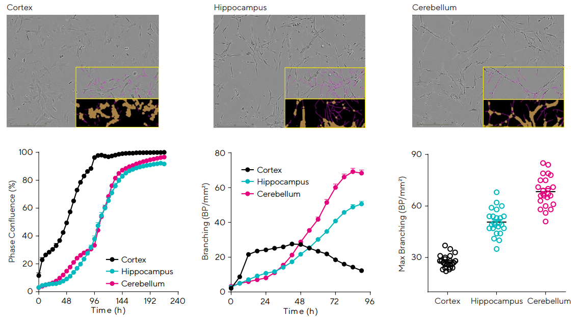 Temporal monitoring of brain region astroglia revealed differences in cell growth and morphology. Cortex, Hippocampus, and Cerebellum astroglia were seeded in 96-well plates at 2,000 cells/well. Proliferation and morphology were monitored over 10 days. Images show cultures at 30–40% confluence (2 days, cortical, or 4 days, hippocampal and cerebellar). Time-course profile compares growth across brain regions and reveals cortical astrocytes have the fastest rate of growth. Glia ramification (pink and brown masks) is compared over time with cerebellum astrocytes yielding the highest ramification by 96 h (68.3 ± 1.8 branch points (BP)/mm2 ) followed by hippocampal (50.6 ± 1.5 BP/mm2 ) and cortical (12.3 ± 0.7 BP/mm2 ). Maximum ramification for each well is also shown (variability plot). Data presented as mean ± SEM (24 replicates) and images were captured at 10X magnification