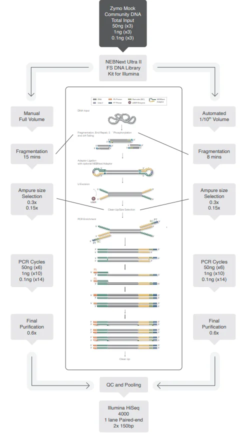 Schematic representation detailing how NEBNext libraries were generated using the ZymoBIOMICS Microbial Community DNA Standard as input DNA. Manual libraries were made using full volumes according to protocol, automated libraries were made using 1 in 10 volume on the SPT mosquito HV platform.