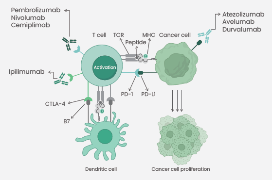 Immune checkpoint inhibitors approved by FDA. Pembrolizumab, Nivolumab, and Cemiplimatb as anti-PD-1 antibodies, Ipilimumab as an anti-CTLA-4 antibody, as well as Atezolizumab, Avelumab, and Durvalumab as anti-PD-L1 antibodies 7.