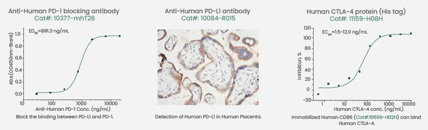 Featured products of high-quality PD-1, PD-L1, and CTLA-4.