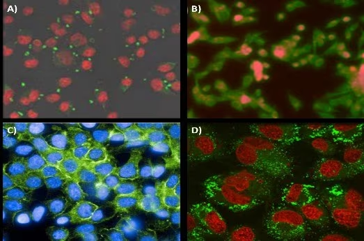 Targeting application of FNP nanoparticles. (A) Mannoside-targeted nanoparticle localization to the mannose receptor of J774E macrophages. Conjugation of mannoside to the PEG outer-corona ofthe nanoparticles. Nanoparticles are visualized in green while cells are in red. (B) Folic acid modified nanoparticles targeting KB tumor line cells. Nanoparticle fluorescence is shown in red while cells are stained green. (C) Centyrin scaffold targeting GFRreceptors on HER2 line cells. (D) Uptake of 80 nm nanoparticles with surface conjugated luteinizing hormone-releasing hormone (LHRH) into MS578T breast cancer cells. Nanoparticles and cells are visualized in green and red, respectively.