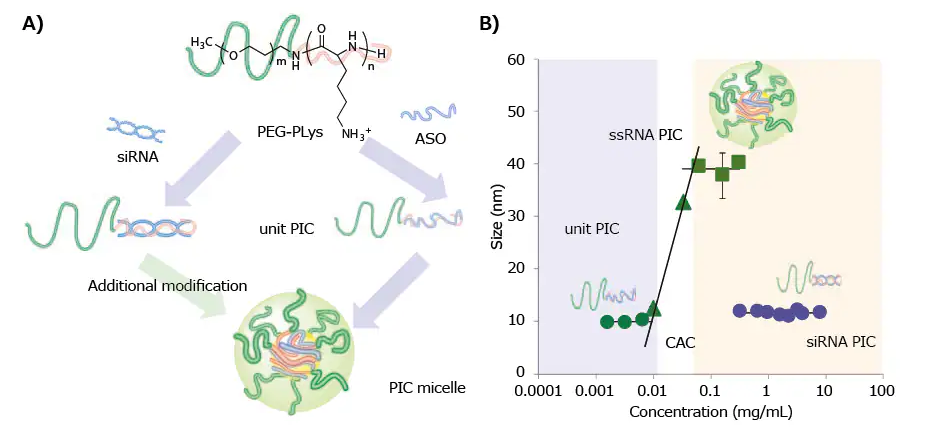 A) Schematic of various PIC formation behaviors between ssRNA (or ASO) and dsRNA (or siRNA) with PEG-PLys. B) Change in the hydrodynamic diameter of PICs prepared from ssRNA or dsRNA with PEG-PLys (MW of PEG: 12,000; DP of PLys: ~40) plotted as a function of concentration.
