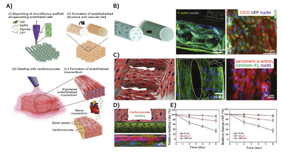 Application of 3D-bioprinted tissue models in drug testing — 3D-bioprinted endothelialized myocardium model