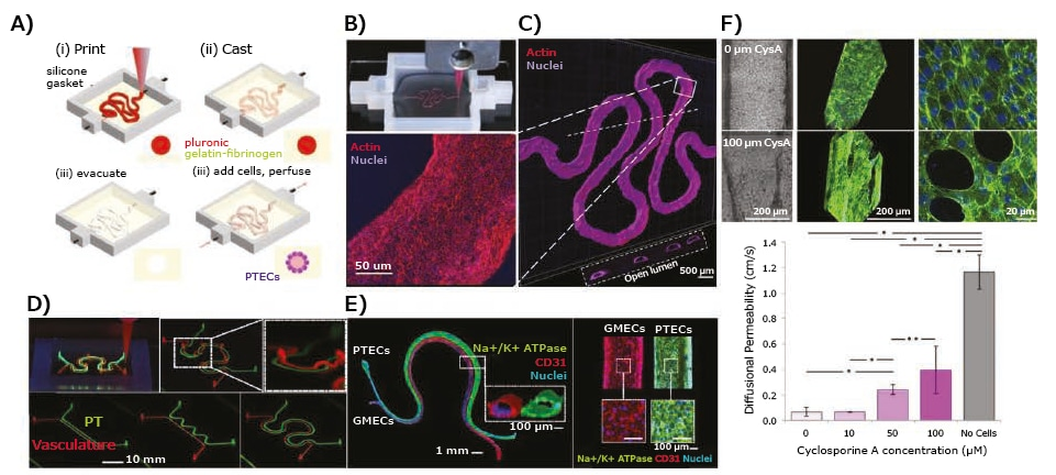 Application of 3D-bioprinted tissue models in drug testing — 3D-bioprinted convoluted renal proximal tubule model.