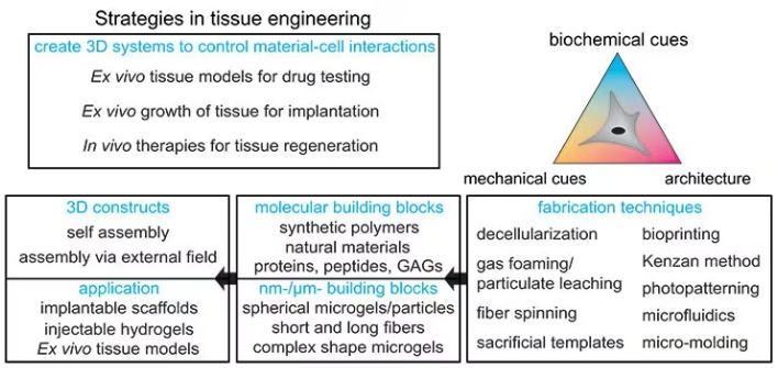Strategies for designing tissue engineering constructs: Different fabrication techniques can be used to combine molecular and nanomicrometer size building blocks to form 3D constructs for implantable scaffolds, injectable applications, or ex vivo tissue models.