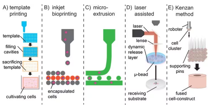 A) Sacrificial templates to create macroscopic hydrogels. B) Droplet-wise inkjet bioprinting. C) Continuous line printing using micro-extrusion. D) Laser-assisted bioprinting using focused pulsed laser to shoot micro-beats on a receiving substrate. E) Kenzan method to print cell spheroids directly without using supporting hydrogel-scaffolds.