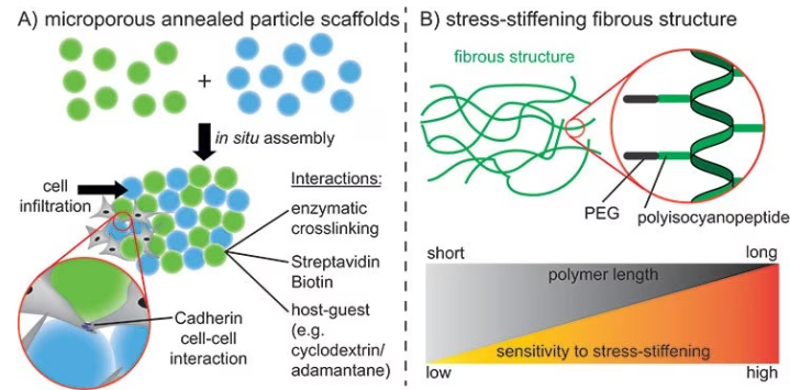 A) Assembly of spherical microgels using different interactions to promote cell infiltration into the scaffold and cell-cell interactions. B) Stressstiffening fibrous structures using polyisocyanopeptides. Different polymer lengths can be used to control the stress-stiffening properties.