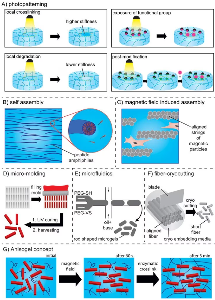 A) Photopatterning resulting in local crosslinking or degradation, exposure of functional groups, or post-functionalization. B) Self-assembly of peptide amphiphiles. C) Aligned strings of magnetic particles in a magnetic field. D) In mold polymerization method and E) Microfluidics for preparation of rod-shaped microgels (PEG-SH: PEG-thiol and PEG-VS: PEG-vinylsulfone). F) Spinning/microcutting combinatorial method for short fiber production. G) Concept of the Anisogel.