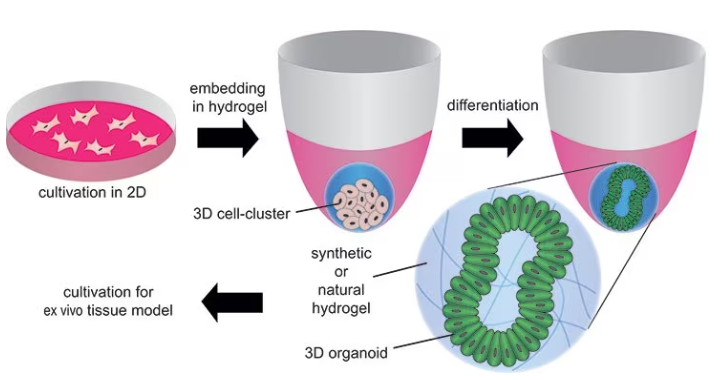 Formation of organoids by embedding stem cells in synthetic or natural hydrogels and differentiating/maturating them by using differentiation factors.