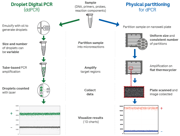 A comparison between sample partitioning workflows for droplet digital PCR (ddPCR) and nanowell-based physical partitioning.