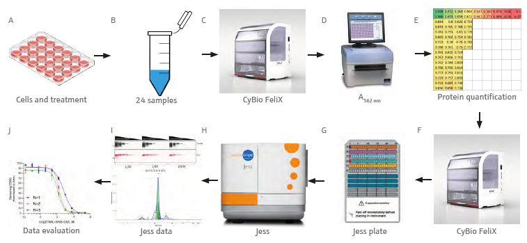 Graphical workflow demonstrating the analytical process. Transfer and lysis of treated cells (A) in culture to tubes (B). BCA assay set up by the CyBio FeliX (C) and absorbance measurement at 562 nm (D). Evaluation of the quantification data (E), Jess plate set up by the CyBio FeliX (F, G), Jess run (H), data acquisition (I) and analysis (J).