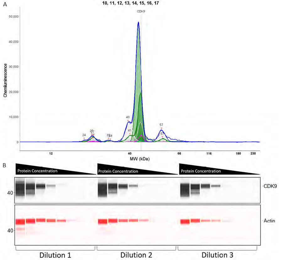 (A) Graph demonstrating the varying intensity of CDK9 at varying protein concentrations. (B) Pseudo-Image of CDK9 and β-Actin optimisation with 8 protein concentrations and 3 antibody dilution factors.
