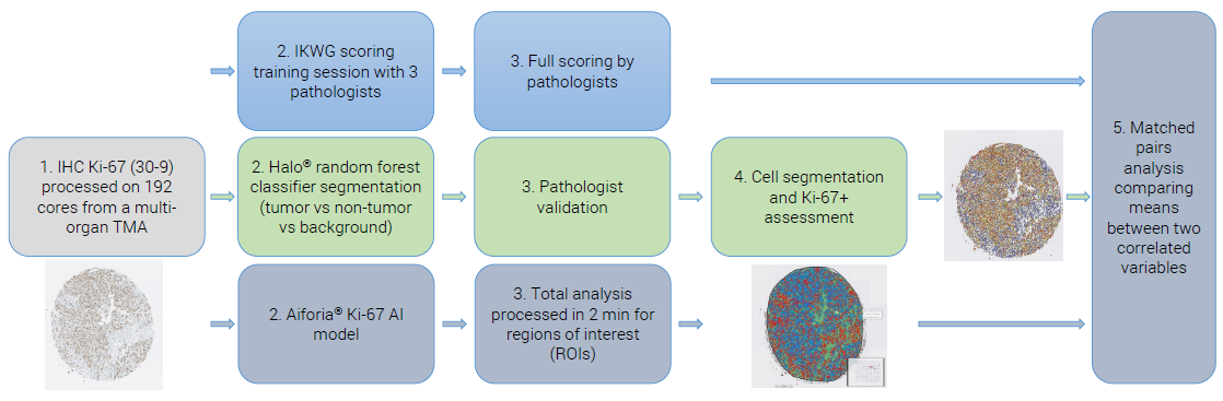 Example of an IHC Ki-67 staining workflow from a lung cancer specimen (papillary adenocarcinoma).