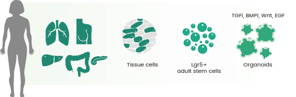 Establishment of numerous organoid culture methods from various organs.